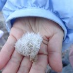 カマキリのたまご？