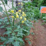 花が咲いてすくすく生長中(^^)/